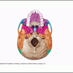 Cranial