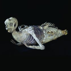 The feejee mermaid answer key