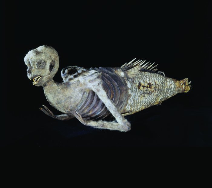 The feejee mermaid answer key