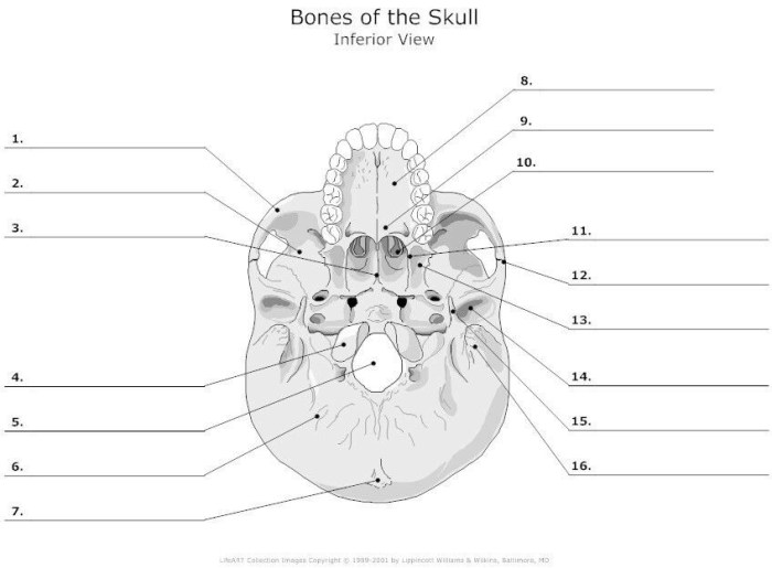 Inferior axial foramen farm5