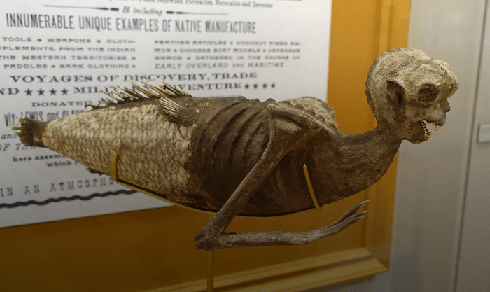 The feejee mermaid answer key