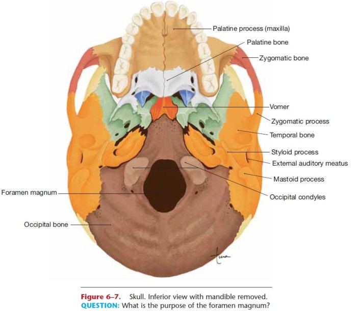 Inferior view of the skull mandible removed