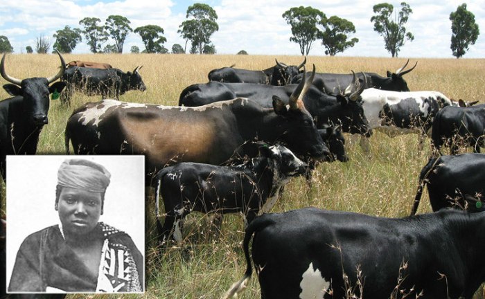 Xhosa cattle killing movement definition ap world history