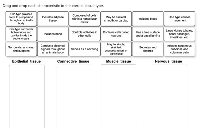 Drag and drop each characteristic to the correct body system.